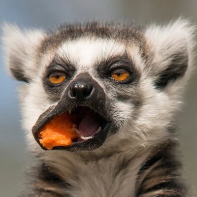 Warra_Kamza's profile picture