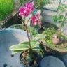Hoa lan Rừng 🌺 profil fotoğrafı