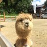 幹's profile picture
