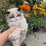 江湖小咪 profil fotoğrafı