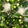 Profilbild von ミルトス