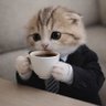 Gato Expert 🇧🇷 profil fotoğrafı