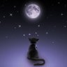 lunar profil fotoğrafı