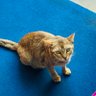 Pussy Cat 的头像