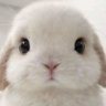 あめ🍬 的头像