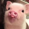 Profilbild von แม่มู๋