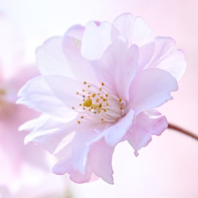 桜百 (おと)\\\\٩( 'ω' )و ////'s profile picture