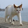 swaty_misao profil fotoğrafı