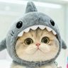 はなちゃん profil fotoğrafı