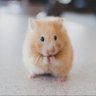 Hamster Officiel 的头像