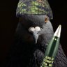 Фото профиля Petrol Pigeon
