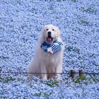 Chihua_ranger's profile picture