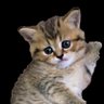 Фото профиля えり🧸🐯