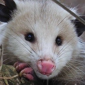 the_spossum's profile picture
