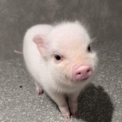 Mnky729_'s profile picture