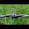 Braveheart 的头像