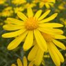 نــوِيِّر 🌼 profil fotoğrafı