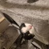 Nyan's profile picture