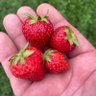 Profilbild von 22 Strawberries