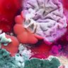 Red Mold's profile picture