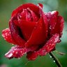 sumayyaa's profile picture
