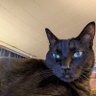 taco 🌮's profile picture