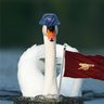 Profilbild von Michael Svane King of swans