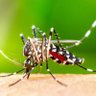 7 bilhões de mosquitos da dengue hemorrágica profil fotoğrafı