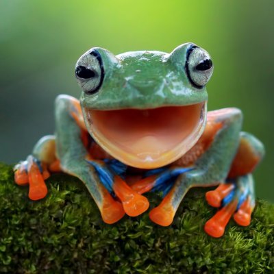 FrogLick3's profile picture