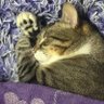 Profilbild von MichiChismi