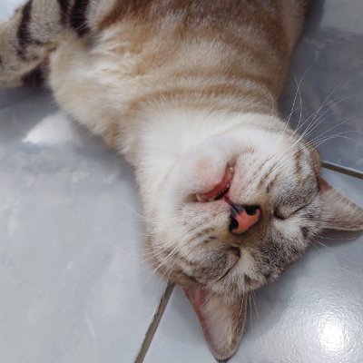 cimiw 🐈's profile picture