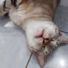 Фото профиля cimiw 🐈