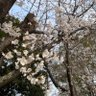 ねの's profile picture