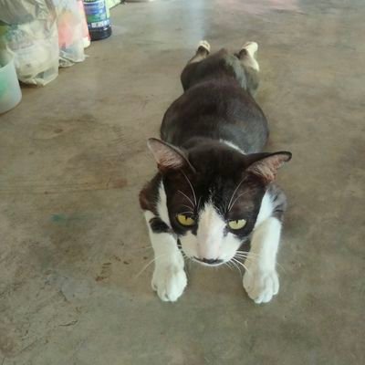 chalee459736's profile picture