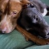 Stalion's profile picture