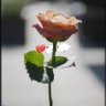 داسد 24 profil fotoğrafı