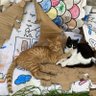 selda aybar profil fotoğrafı