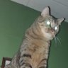 Profilbild von Voltron