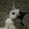 ไอเอ็นเคอินเดอะเวิล 的头像