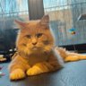 Profilbild von Mr Chester Pickle