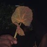 N B J 的头像