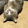 くろさん's profile picture