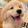 PAOPEI's profile picture