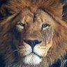 Profilbild von lion punch