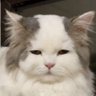 Gato Calvo 的头像