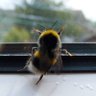 Фото профиля It BEEZ that way