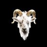 Profilbild von 🐐