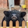 Profilbild von Jamus