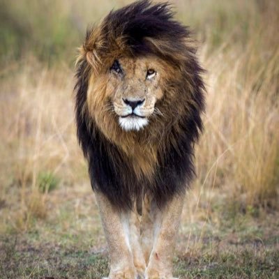 𝐌𝐎𝐍𝐒𝐓𝐄𝐑's profile picture