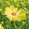 @まる profil fotoğrafı